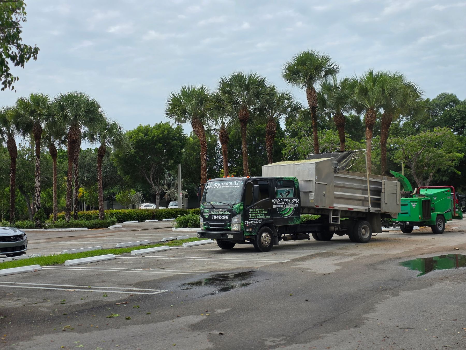 Walter's truck and chipper beside a row of trimmed cabbage palms