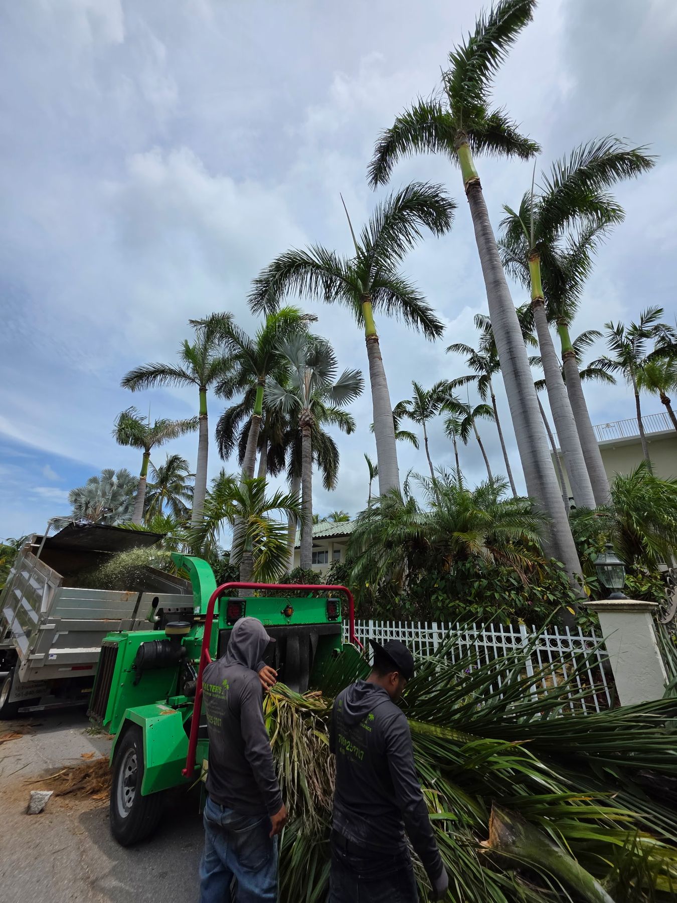 Walter's crew feeding cut palm fronds into the chipper under tall royal palms